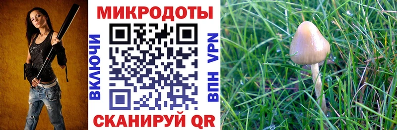 где купить   Мураши  Псилоцибиновые грибы Cubensis 